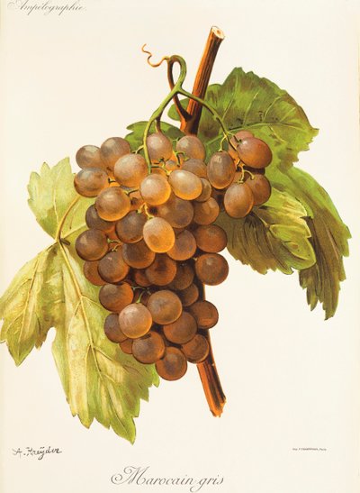 Marocain Gris Grape by Alexis Kreyder