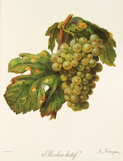 Meslier Hatif Grape by Alexis Kreyder