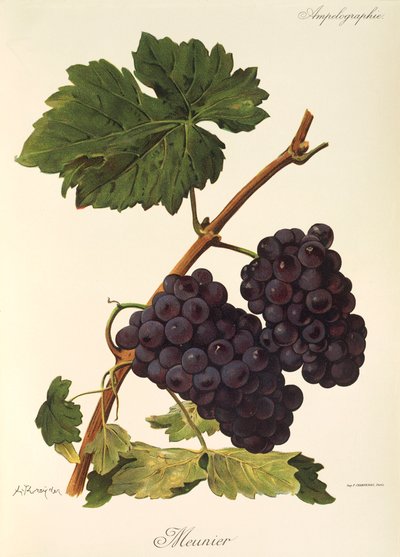 Meunier Grape by Alexis Kreyder