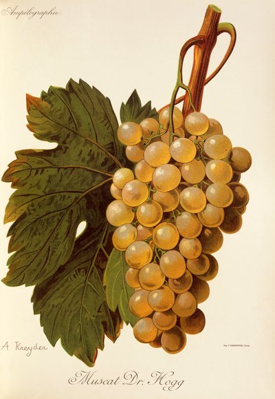 Muscat Dr. Hogg grape by Alexis Kreyder