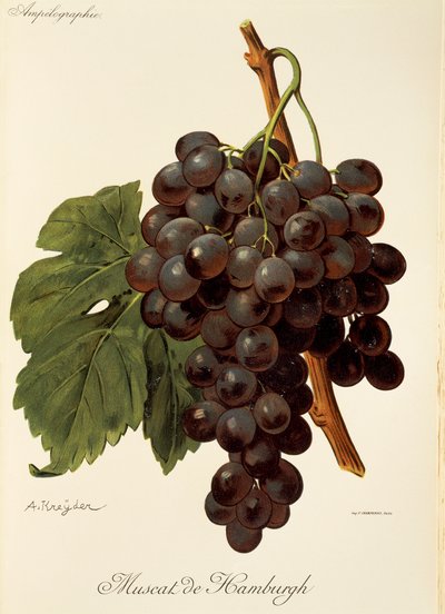 Muscat de Hamburgh grape by Alexis Kreyder