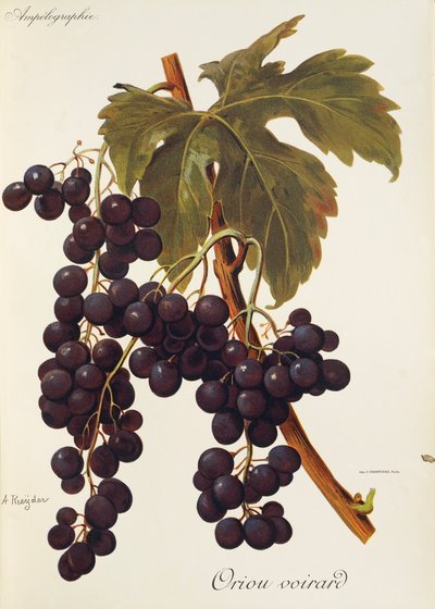 Oriou Voirard grape by Alexis Kreyder