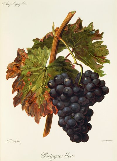 Portugais bleu grape by Alexis Kreyder