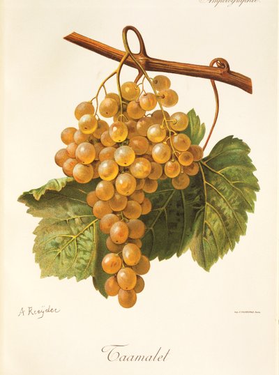 Taamalet Grape by Alexis Kreyder
