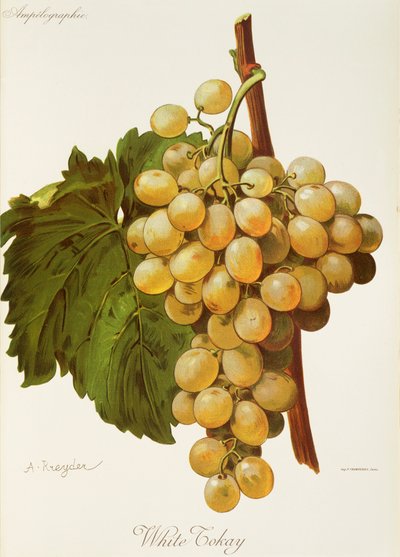 White Tokay Grape by Alexis Kreyder