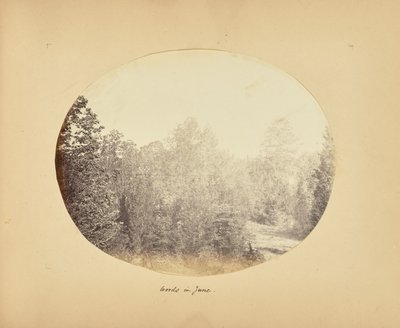Woods in June by Alfred Booth