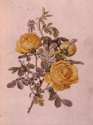 Rosa Genus, No.10, 755, c.1910 by Alfred Parsons