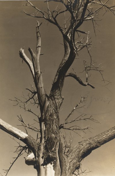 Dying Chestnut Tree (verso) by Alfred Stieglitz