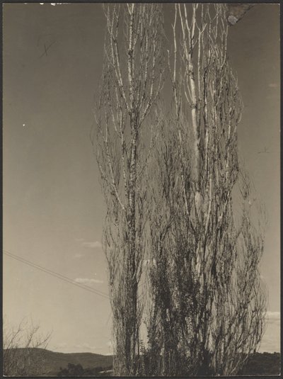 Dying Poplars, Lake George by Alfred Stieglitz