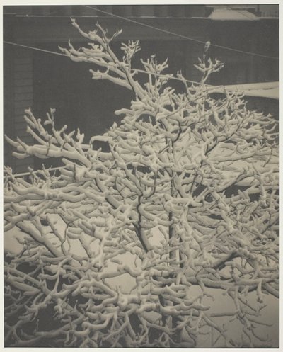From the Back-Window 
