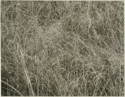 Grass by Alfred Stieglitz