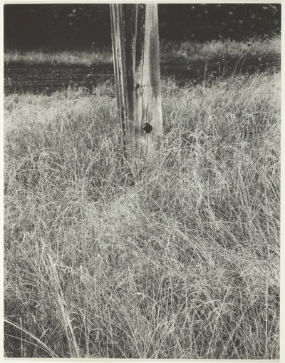 Grass and Flagpole, 1933 by Alfred Stieglitz