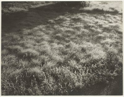 Grass and Frost by Alfred Stieglitz