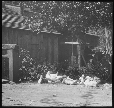 Gutach by Alfred Stieglitz