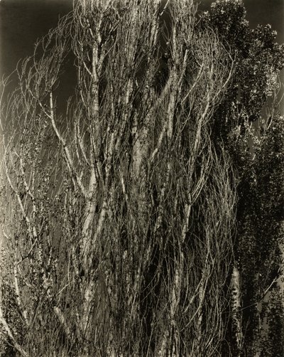 Poplars—Lake George by Alfred Stieglitz