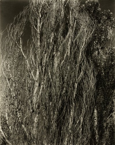 Poplars—Lake George, 1932 by Alfred Stieglitz