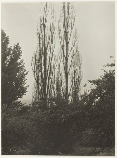 Poplars - Lake George by Alfred Stieglitz
