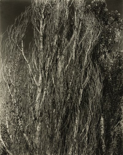 Poplars - Lake George by Alfred Stieglitz