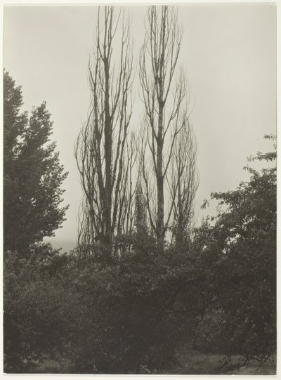 Poplars - Lake George by Alfred Stieglitz