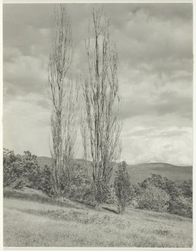 Poplars Lake George by Alfred Stieglitz