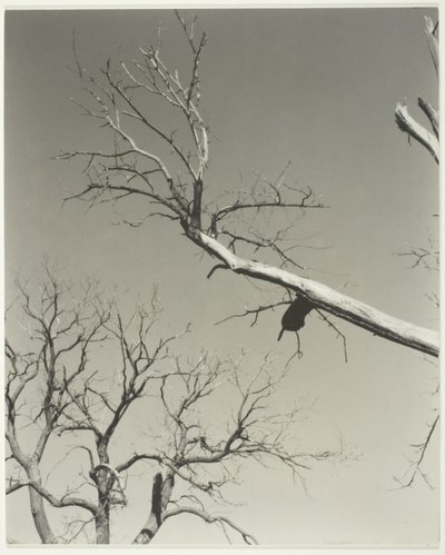 The Dying Chestnut Tree—My Teacher by Alfred Stieglitz