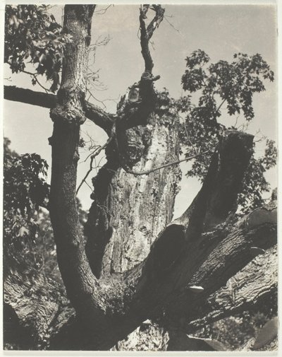 The Old Maple—Lake George by Alfred Stieglitz