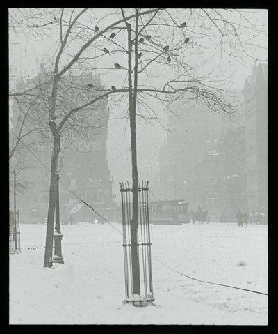 Tree in Snow, New York City by Alfred Stieglitz