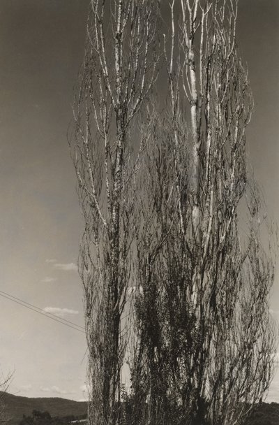 Two Poplars, Lake George by Alfred Stieglitz