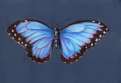Blue Morpho Butterfly by Alison Cooper