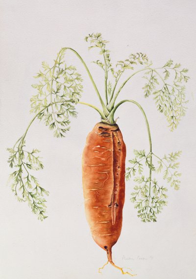 Carrot from My Garden by Alison Cooper