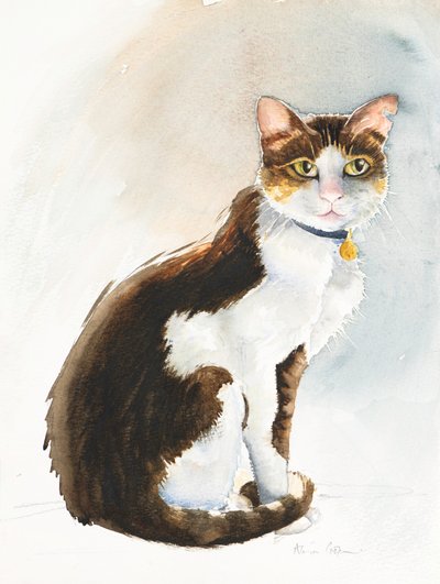 Dave the Saudi Cat by Alison Cooper