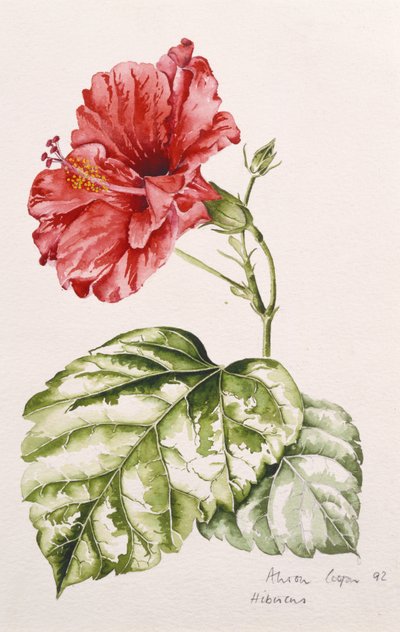 Hibiscus (crimson) by Alison Cooper
