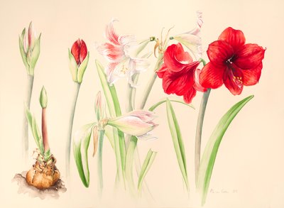 Hippeastrums in January by Alison Cooper