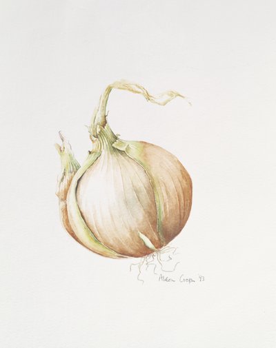 Onion Study, 1993 by Alison Cooper