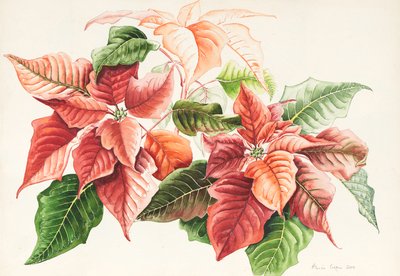 Pointsettia by Alison Cooper