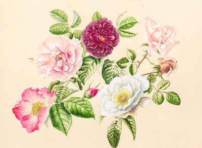 Roses from the garden by Alison Cooper