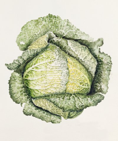 Savoy Cabbage by Alison Cooper