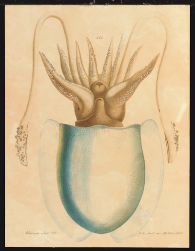 A Cuttlefish Study by Aloys Zötl