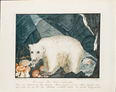 The White Bear by Aloys Zötl
