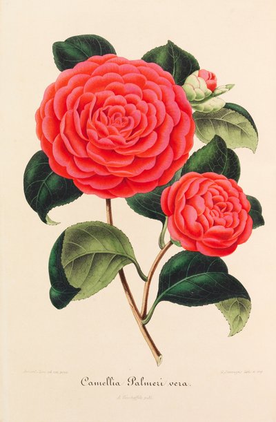 Nouvelle Iconographie des Camellias, 1850-1860 by Ambroise Alexandre Verschaffelt