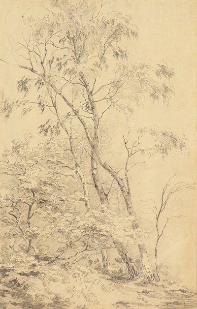 Trees at Bromley by Amelia Long