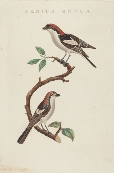 Rufous Shrike by American 19th Century