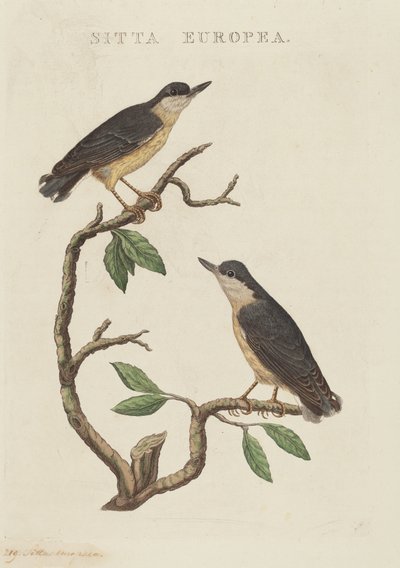 European Nuthatch by American 19th Century