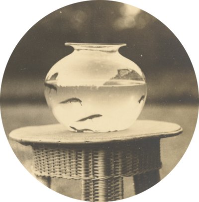 Untitled (Fishbowl) by American 19th Century