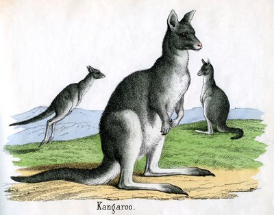 Antique Print of Kangaroos by American School
