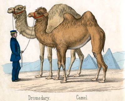 Antique Print of a Camel and Dromedary by American School