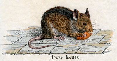 Antique Print of a House Mouse by American School