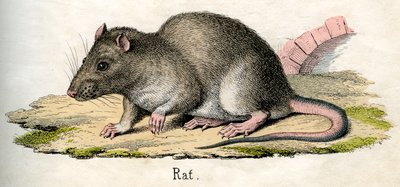 Antique Print of a Rat by American School