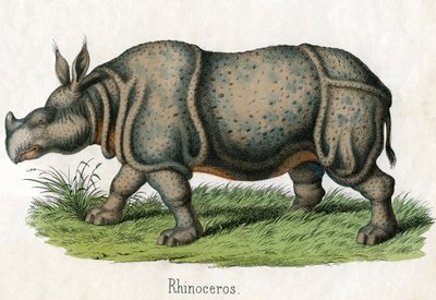 Antique Print of a Rhinoceros by American School