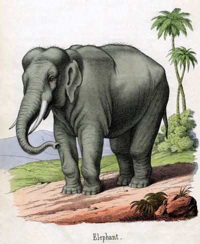 Antique Print of an Elephant by American School
